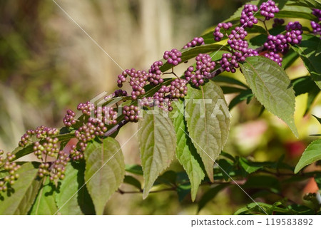 萬聖節和玫瑰蠟筆英語花園花卉 萬聖節和玫瑰蠟筆英語花園花卉 119583892
