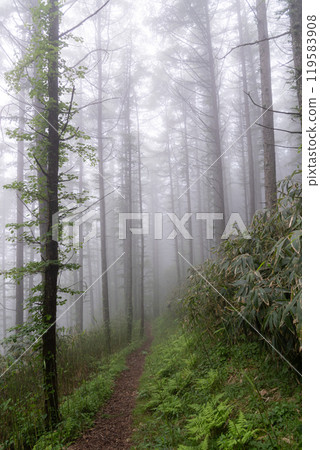Misty forest 119583908