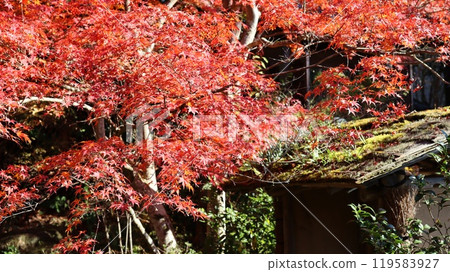 秋葉的花園，春風萬裡莊 119583927