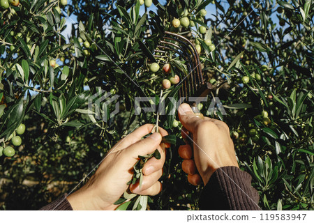 man using a comb-like tool to harvest some olives man using a comb-like tool to harvest some olives 119583947
