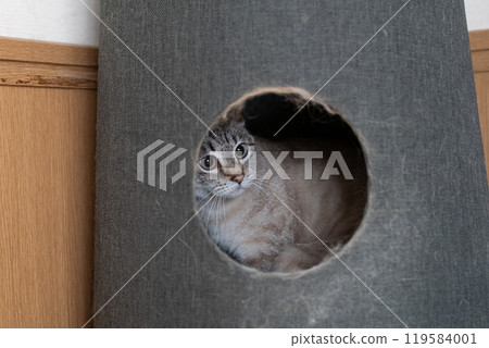 Cat in a cat tower: Siamese tabby cat 119584001