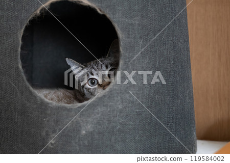 Cat in a cat tower: Siamese tabby cat 119584002
