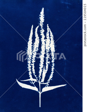 Blue cyanotype of herbs and flowers. Silhouettes of plants on a blue background. Plant illustration. Alternative photography. A Sun Print. Skeleton flowers cyanotype. Blue cyanotype of herbs and flowers. Silhouettes of plants on a blue background. Plant illustration. Alternative photography. A Sun Print. Skeleton flowers cyanotype. 119584015