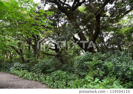 An oasis in the city: Shirokanedai, Minato-ku, Nature Monument, National Museum of Nature and Science, Nature Education Park An oasis in the city: Shirokanedai, Minato-ku, Nature Monument, National Museum of Nature and Science, Nature Education Park 119584110