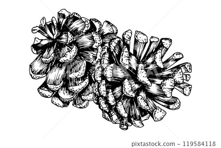 Pine, fir, cedar cone, spruce apple. Vector illustration, hand drawn with ink. Element of coniferous, evergreen forest tree. Decorative clipart for Christmas, New Year prints, eco goods, packaging Pine, fir, cedar cone, spruce apple. Vector illustration, hand drawn with ink. Element of coniferous, evergreen forest tree. Decorative clipart for Christmas, New Year prints, eco goods, packaging 119584118