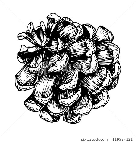 Pine, fir, cedar cone, spruce apple. Vector illustration, hand drawn with ink. Element of coniferous, evergreen forest tree. Decorative clipart for Christmas, New Year prints, eco goods, packaging Pine, fir, cedar cone, spruce apple. Vector illustration, hand drawn with ink. Element of coniferous, evergreen forest tree. Decorative clipart for Christmas, New Year prints, eco goods, packaging 119584121