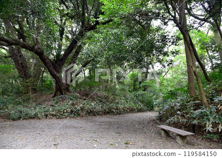 城市綠洲、港區白金台、天然紀念物、國立科學博物館自然教育中心 119584150