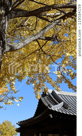Yellow ginkgo leaves and tiled roofs at Ibaraki Prefectural Museum of History Yellow ginkgo leaves and tiled roofs at Ibaraki Prefectural Museum of History 119584159