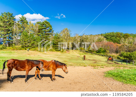 [Nagano Prefecture] Kaida Plateau: Kiso Horse Village - Kiso Horses grazing 119584205