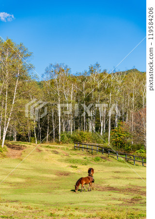 [長野縣] 開田高原、木曾馬村、木曾馬吃草 119584206