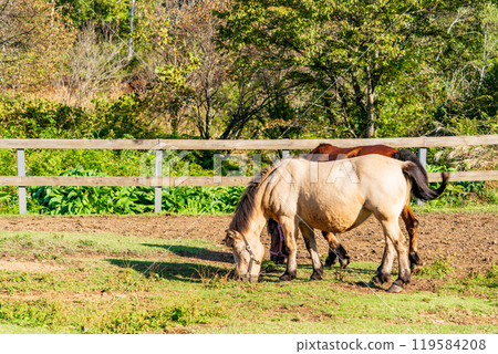 [長野縣] 開田高原、木曾馬村、木曾馬吃草 119584208
