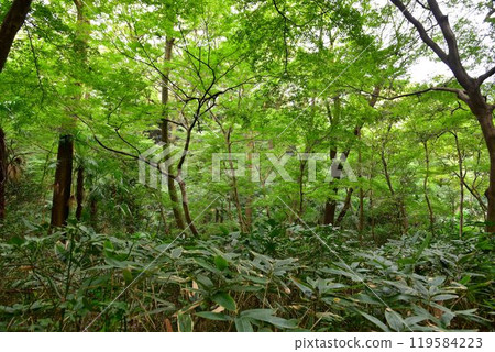 城市綠洲、港區白金台、天然紀念物、國立科學博物館自然教育中心 城市綠洲、港區白金台、天然紀念物、國立科學博物館自然教育中心 119584223