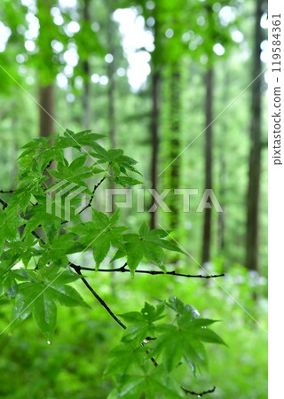 新綠色季節裡,一棵楓樹長出了茂盛的新芽 新綠色季節裡,一棵楓樹長出了茂盛的新芽 119584361