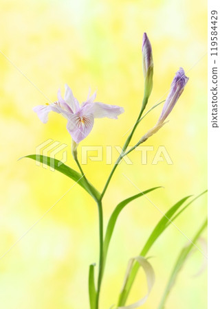 Himeshiga, small pale purple flowers, close-up 119584429