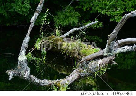 初夏時節，鬱鬱蔥蔥的森林倒映在水面上，浮木上長滿青苔，從水面浮現出來。 119584465