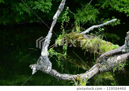 A lush forest reflected on the water surface in early summer and moss-covered driftwood emerging from the water A lush forest reflected on the water surface in early summer and moss-covered driftwood emerging from the water 119584468