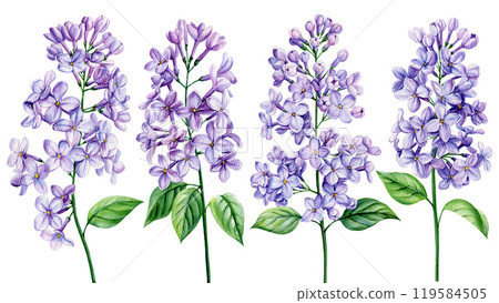 Watercolor lilac flowers branch Illustration. Painted purple spring botanical art Isolated background. Floral clipart 119584505