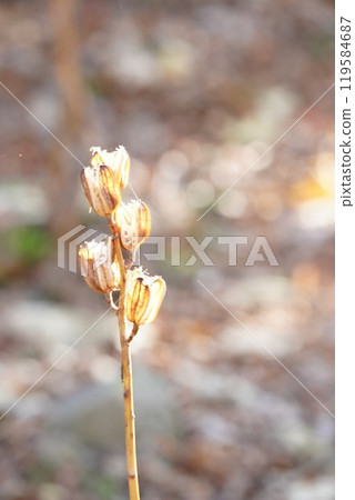 Lilies in the autumn sun Lilies in the autumn sun 119584687