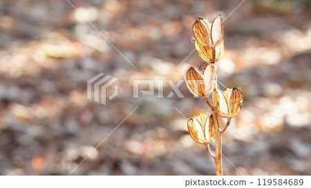 秋日陽光下的百合花 119584689