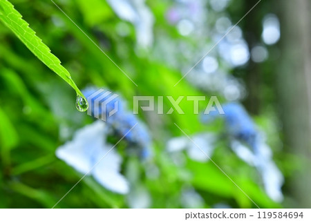 A beautiful drop of water dripping from a fresh green leaf A beautiful drop of water dripping from a fresh green leaf 119584694