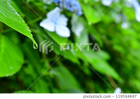從嫩綠葉上滴下的美麗水滴 119584697