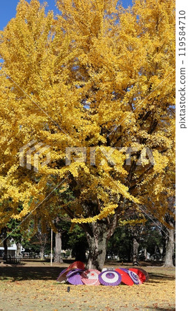 Yellow ginkgo leaves and Japanese umbrellas at Ibaraki Prefectural Museum of History Yellow ginkgo leaves and Japanese umbrellas at Ibaraki Prefectural Museum of History 119584710