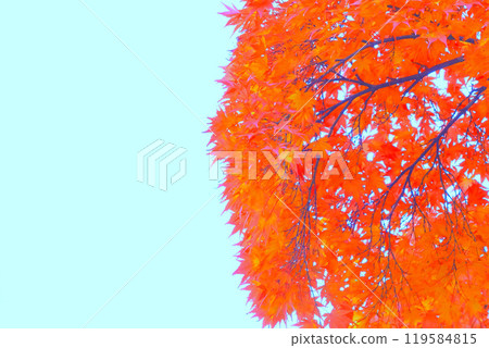 Clear blue skies and bright autumn leaves Clear blue skies and bright autumn leaves 119584815