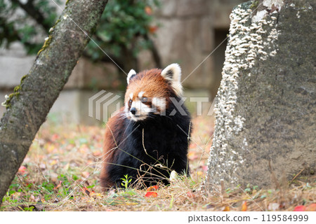 日本 動物園 小熊貓 紅熊貓 red panda レッサーパンダ 日本 動物園 小熊貓 紅熊貓 red panda レッサーパンダ 119584999