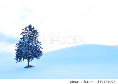 Early morning: A tree in the snow 119585092