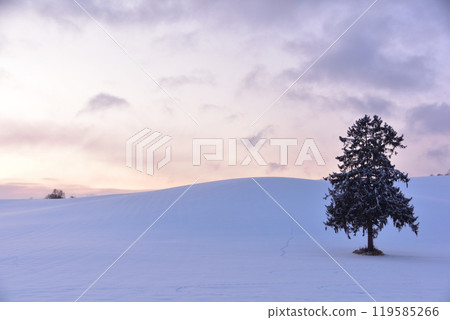 Winter sunrise on the hills of Biei 119585266