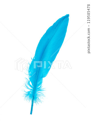 Decorative blue bird feather isolated on the white background Decorative blue bird feather isolated on the white background 119585478
