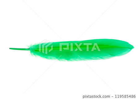 Green decorative bird feather isolated on the white background 119585486