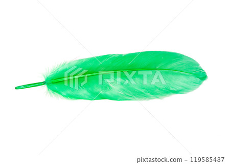 Green decorative bird feather isolated on the white background 119585487