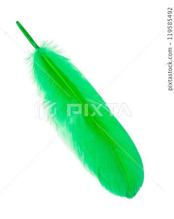 Green decorative bird feather isolated on the white background 119585492