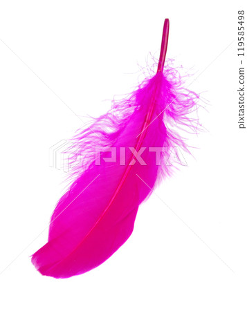Pink decorative bird feather isolated on the white background 119585498