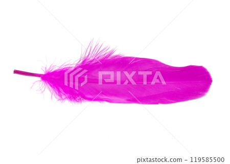 Pink decorative bird feather isolated on the white background Pink decorative bird feather isolated on the white background 119585500