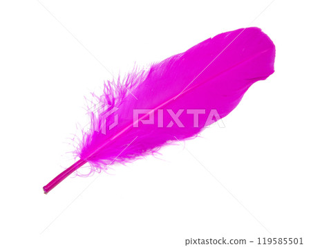 Pink decorative bird feather isolated on the white background 119585501
