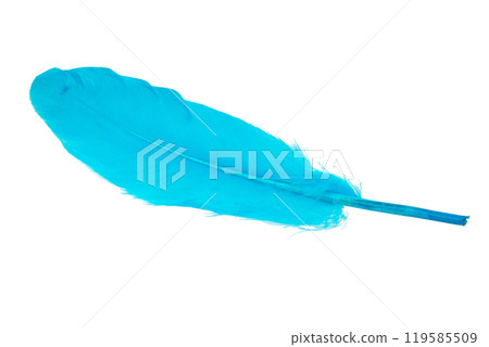 Decorative blue bird feather isolated on the white background Decorative blue bird feather isolated on the white background 119585509