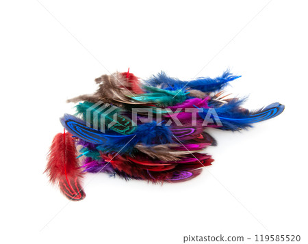 Decorative colorful pheasant bird feather isolated on the white background Decorative colorful pheasant bird feather isolated on the white background 119585520