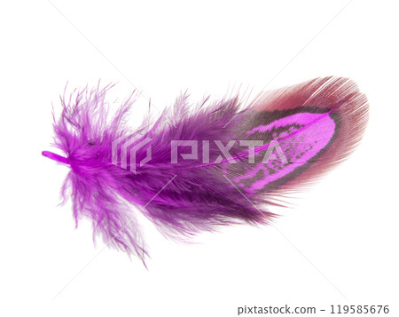 Purple decorative colorful pheasant bird feather isolated on the white background 119585676