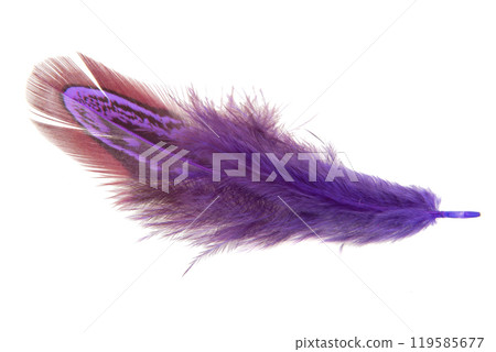 Purple decorative colorful pheasant bird feather isolated on the white background 119585677