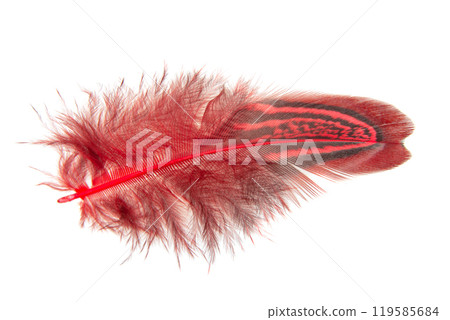 Red decorative colorful pheasant bird feather isolated on the white background 119585684