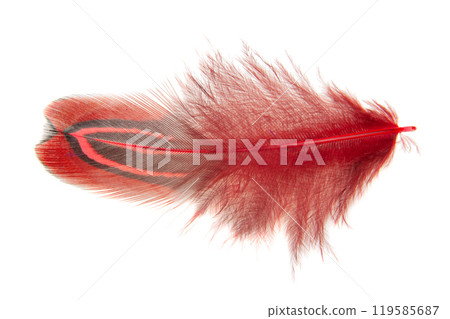 Red decorative colorful pheasant bird feather isolated on the white background 119585687