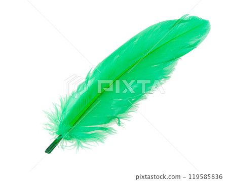 Elegant green feather isolated on the white background 119585836