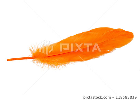 Elegant oange feather isolated on the white background Elegant oange feather isolated on the white background 119585839