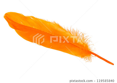Elegant oange feather isolated on the white background 119585840