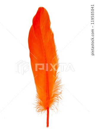 Elegant oange feather isolated on the white background 119585841