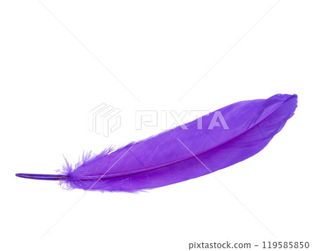 Elegant magenta purple feather isolated on the white background Elegant magenta purple feather isolated on the white background 119585850