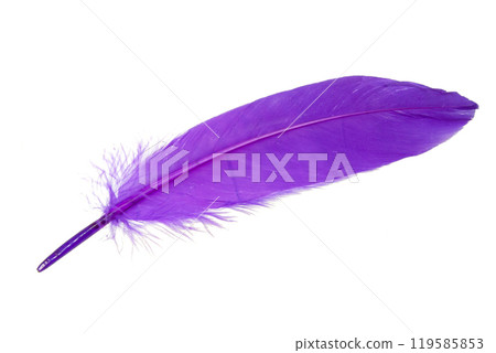Elegant magenta purple feather isolated on the white background 119585853