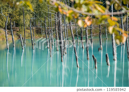 [Biei Town, Shirogane: Blue Pond and Water Mirror] 119585942